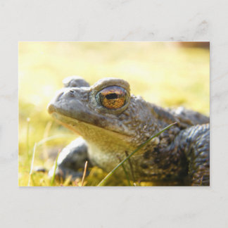 Hill End Toad Postcard