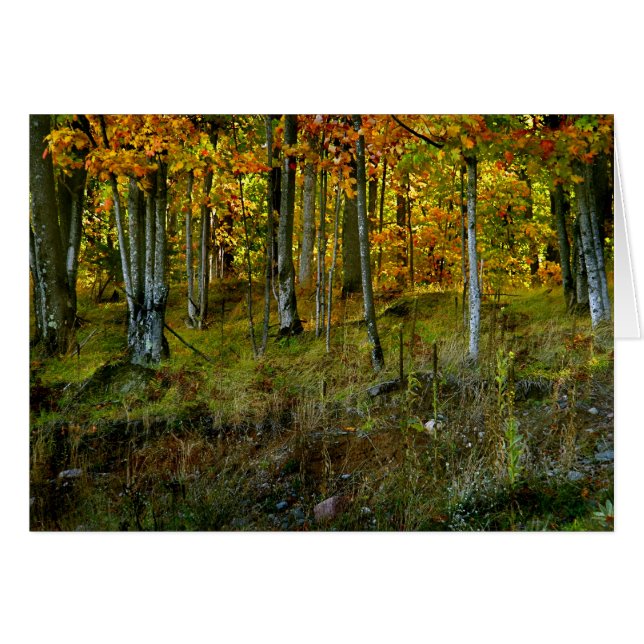 Hillside Birch (Front Horizontal)