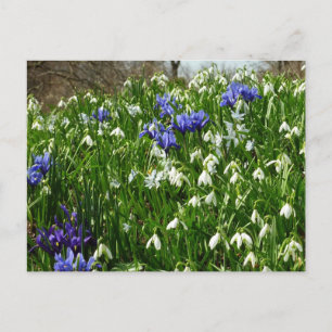 Hillside of Early Spring Flowers Landscape Postcard