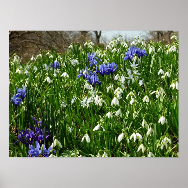 Hillside of Early Spring Flowers Landscape Poster (Front)