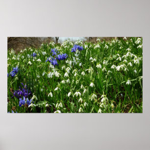 Hillside of Early Spring Flowers Landscape Poster