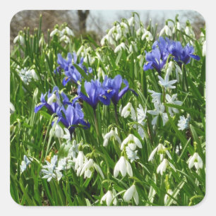 Hillside of Early Spring Flowers Landscape Square Sticker