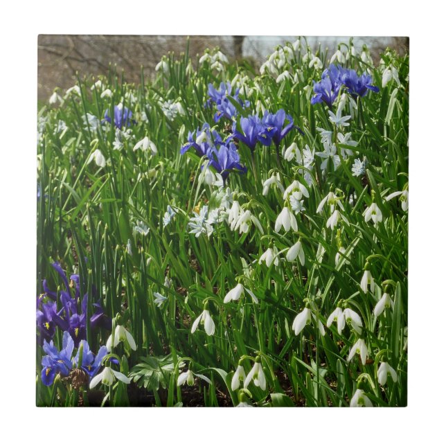 Hillside of Early Spring Flowers Landscape Tile (Front)