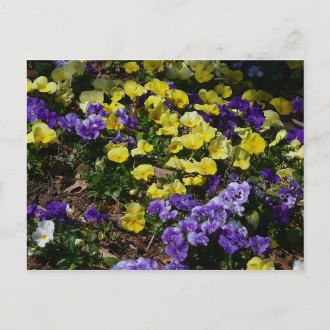 Hillside of Purple and Yellow Pansies Postcard (Front)