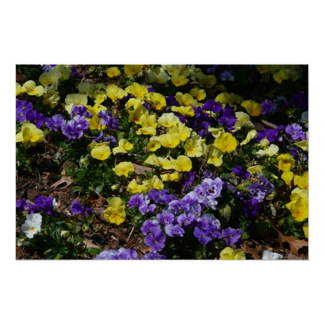 Hillside of Purple and Yellow Pansies Poster (Front)