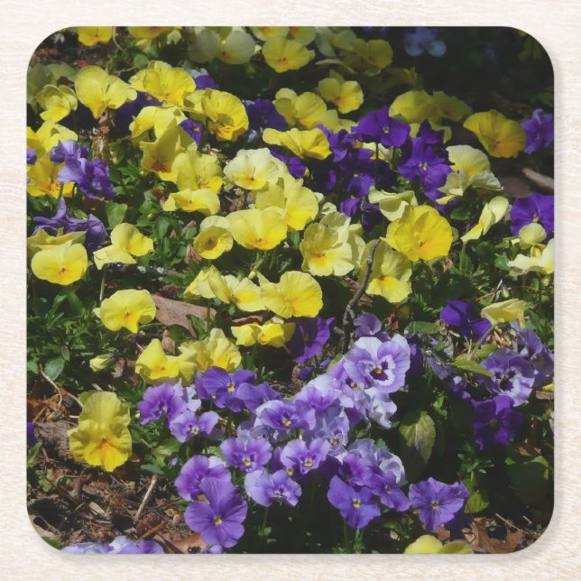 Hillside of Purple and Yellow Pansies Square Paper Coaster (Front)