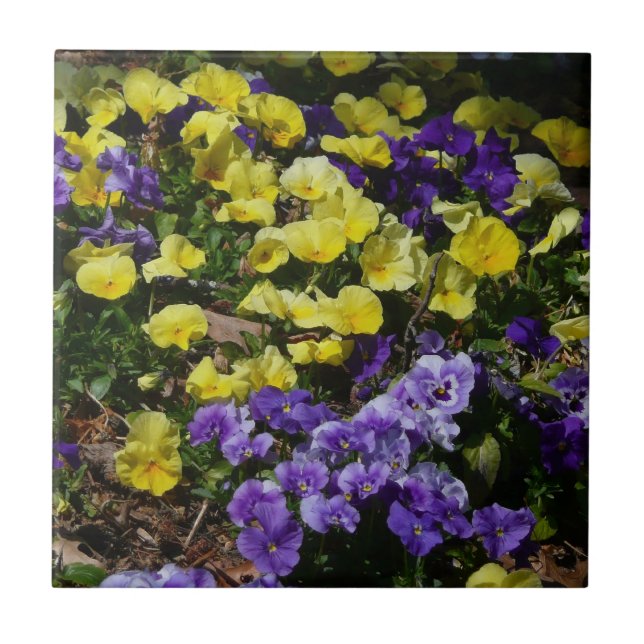 Hillside of Purple and Yellow Pansies Tile (Front)