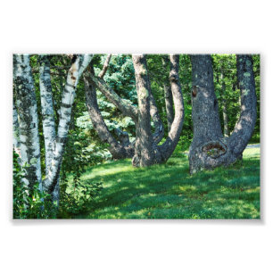 Hillside Trees Photo Print