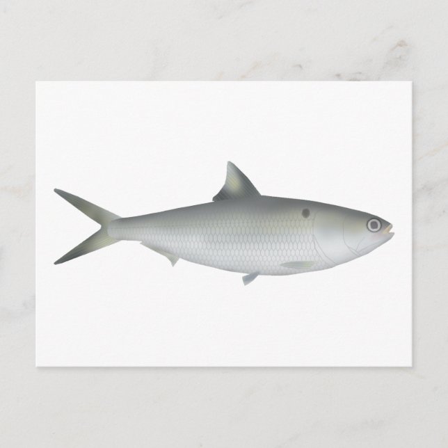 Hilsa Shad Postcard (Front)