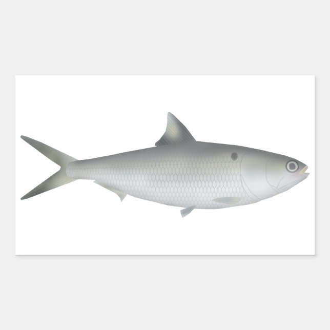 Hilsa Shad Rectangular Sticker (Front)