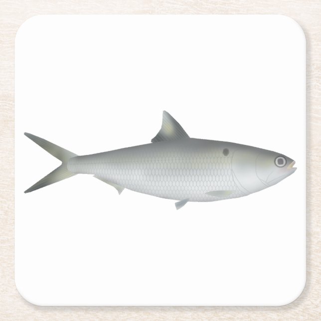 Hilsa Shad Square Paper Coaster (Front)