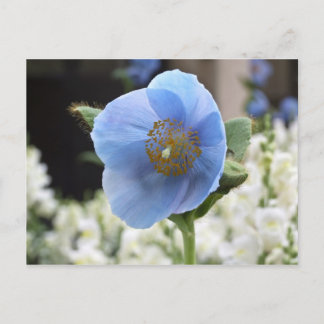 Himalayan Blue Poppy Postcard