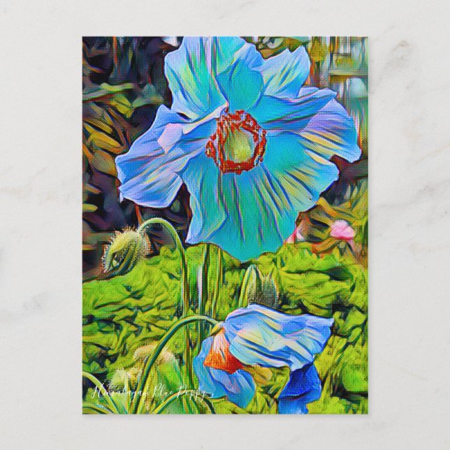Himalayan Blue Poppy [Postcard] Postcard (Front)