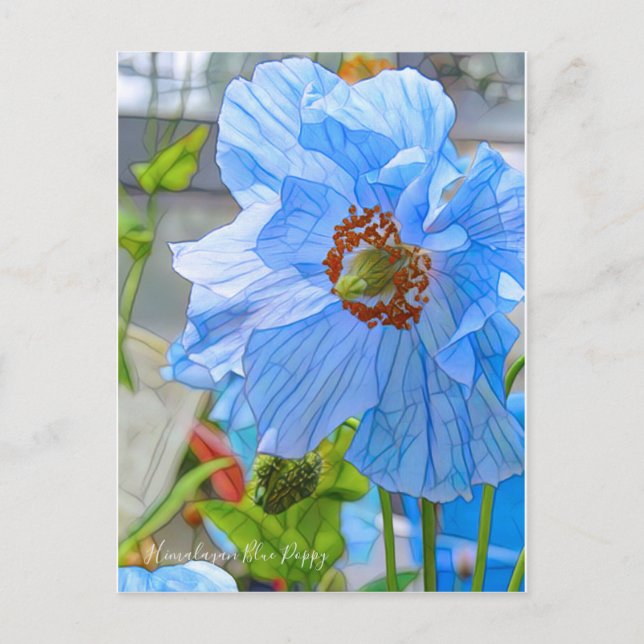 Himalayan Blue Poppy [Postcard] Postcard (Front)
