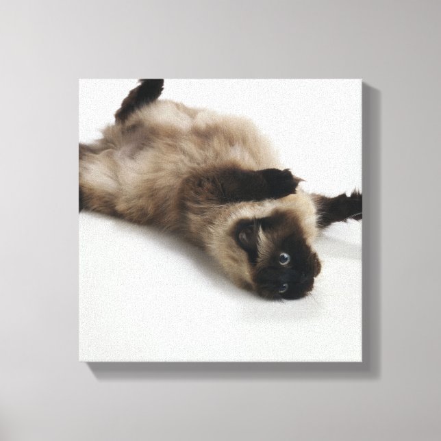 Himalayan Cat Lying on his Back Canvas Print (Front)