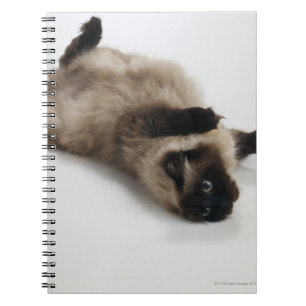 Himalayan Cat Lying on his Back Notebook