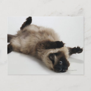 Himalayan Cat Lying on his Back Postcard