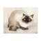 Himalayan Cat Original Art Postcard
