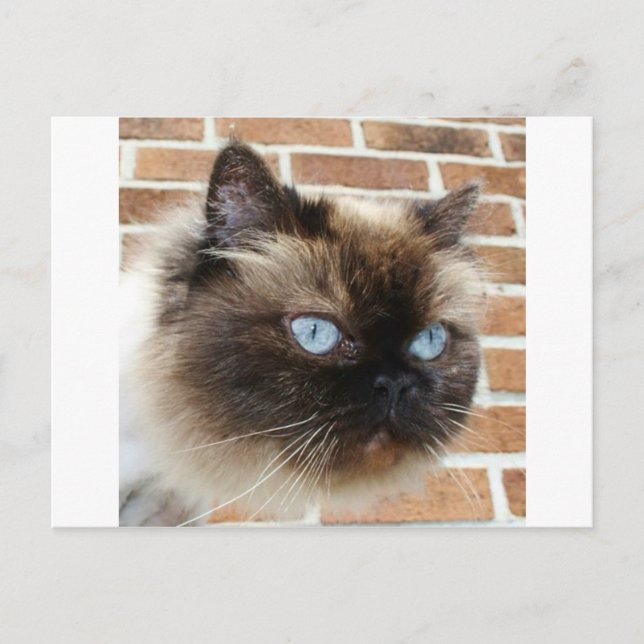 Himalayan cat photo with blue eyes postcard (Front)