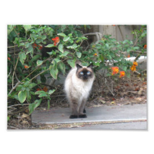 Himalayan Mix cat Photo Print
