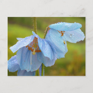 Himalayan Poppies Postcard