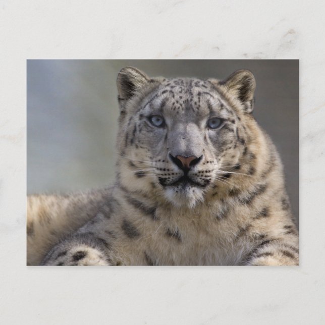 Himalayan Prince Postcard (Front)