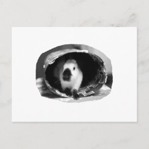 Himalayan Rabbit BW Photo in round can Postcard