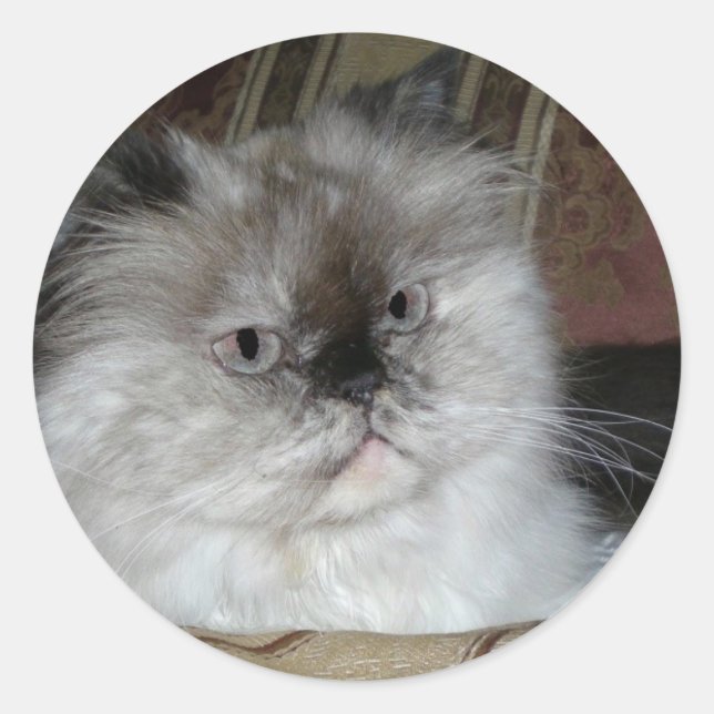 Himalayan Torti Point Classic Round Sticker (Front)
