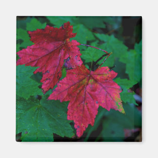 Hint of Autumn Magnet