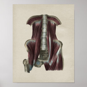 Hip Muscles Human Anatomy Vintage Print