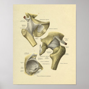 Hip Pelvis Joint Anatomy Bones Print