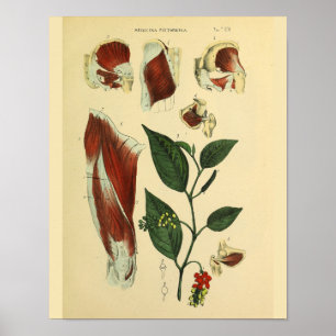 Hip Thigh Knee Muscles Anatomy Art Print