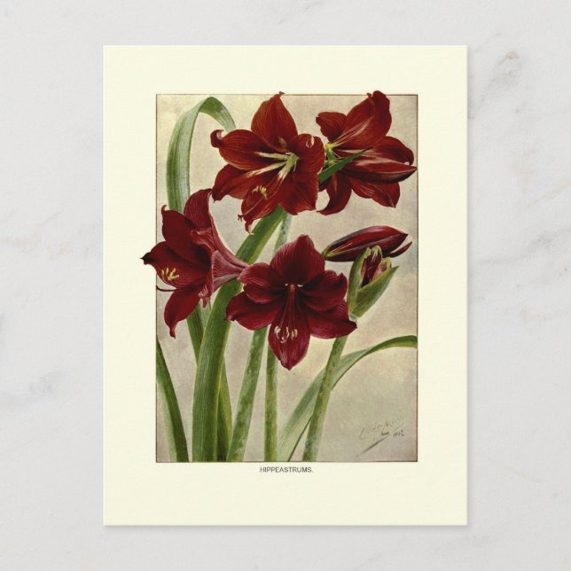 Hippeastrums(Amaryllis) Postcard (Front)