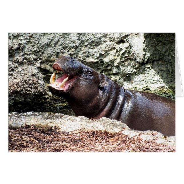 Hippo (Front Horizontal)