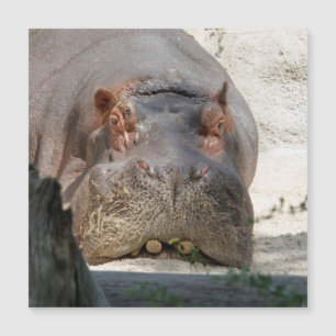 Hippo_20171101_by_JAMFoto