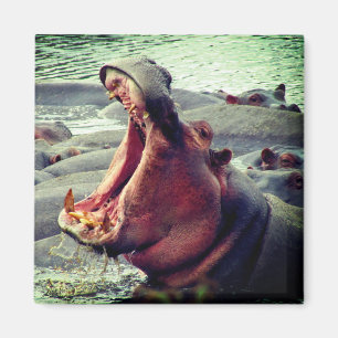 hippo big yawn magnet