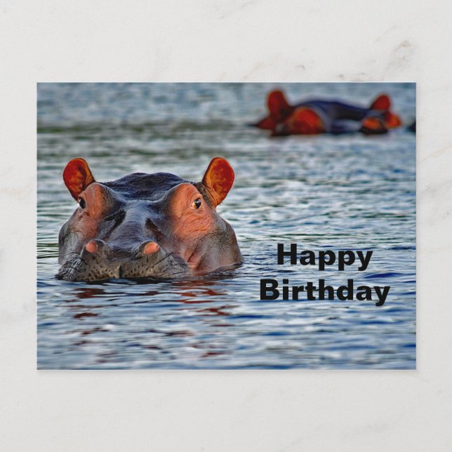 Hippo Birthday Postcard (Front)
