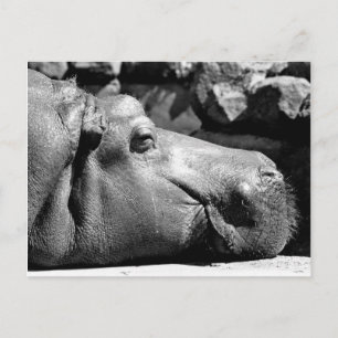 Hippo Doze Postcard