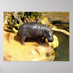 Hippo enjoying the spring sunshine in Spain Poster