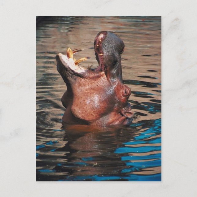 Hippo Head Postcard (Front)