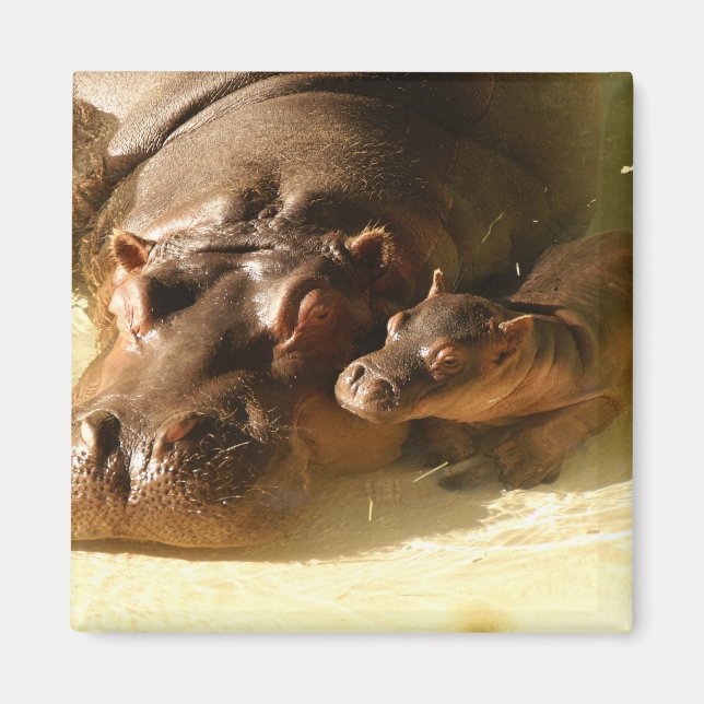 hippo magnet (Front)