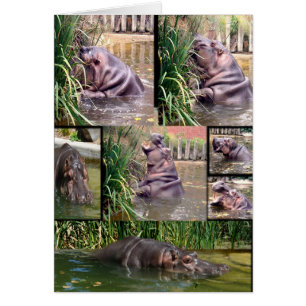 Hippo Photo Collage,