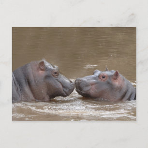 Hippo Postcard