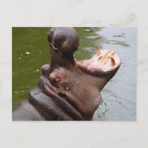 Hippo Postcard