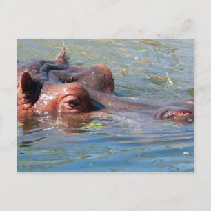 Hippo Postcard