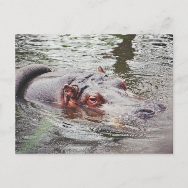 Hippo Postcard (Front)