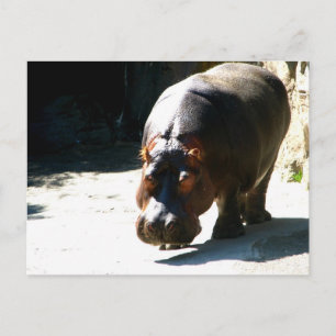 Hippo Postcard