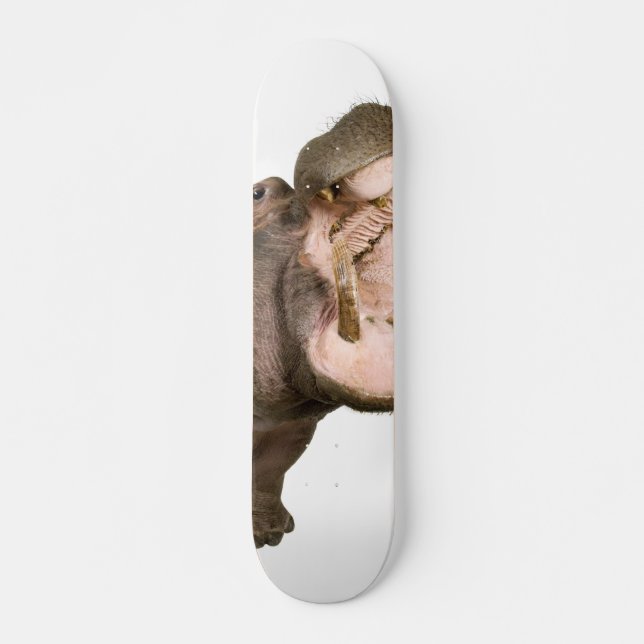 Hippo Skateboard (Front)