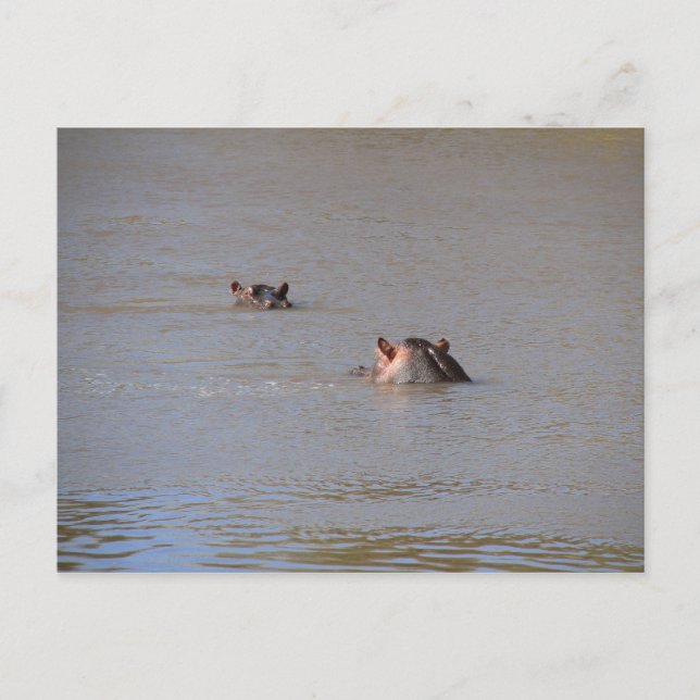 Hippo Stare Postcard (Front)