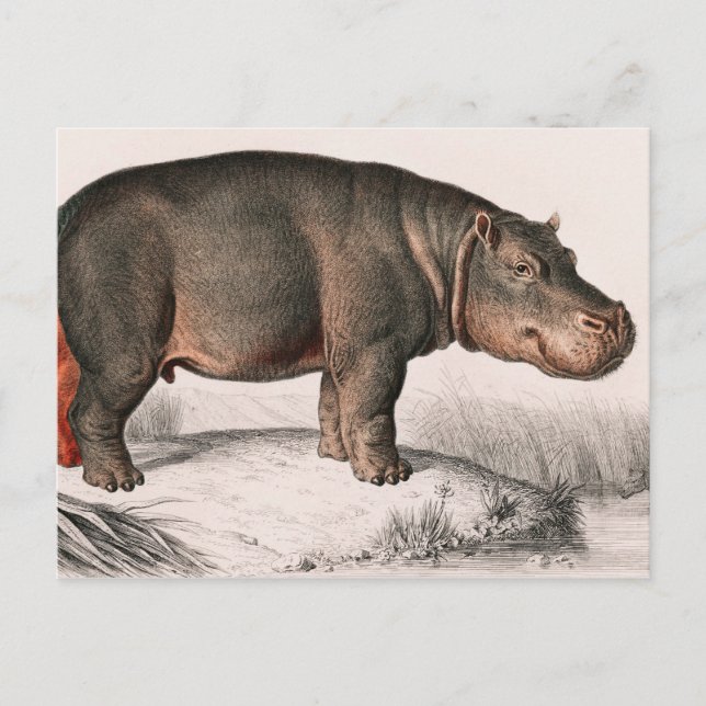 Hippo vintage illustrated postcard (Front)